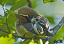 Bombycilla cedrorum